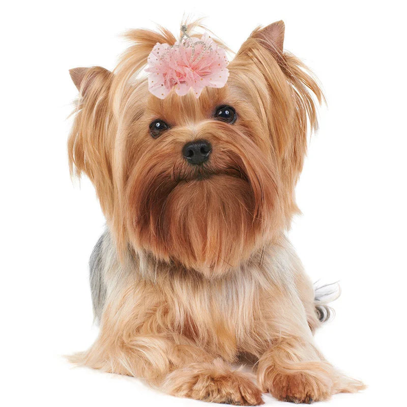 Multicolor Pet Hair Clip Crown Bow – Cute Lace Hairpins for Dogs & Cats